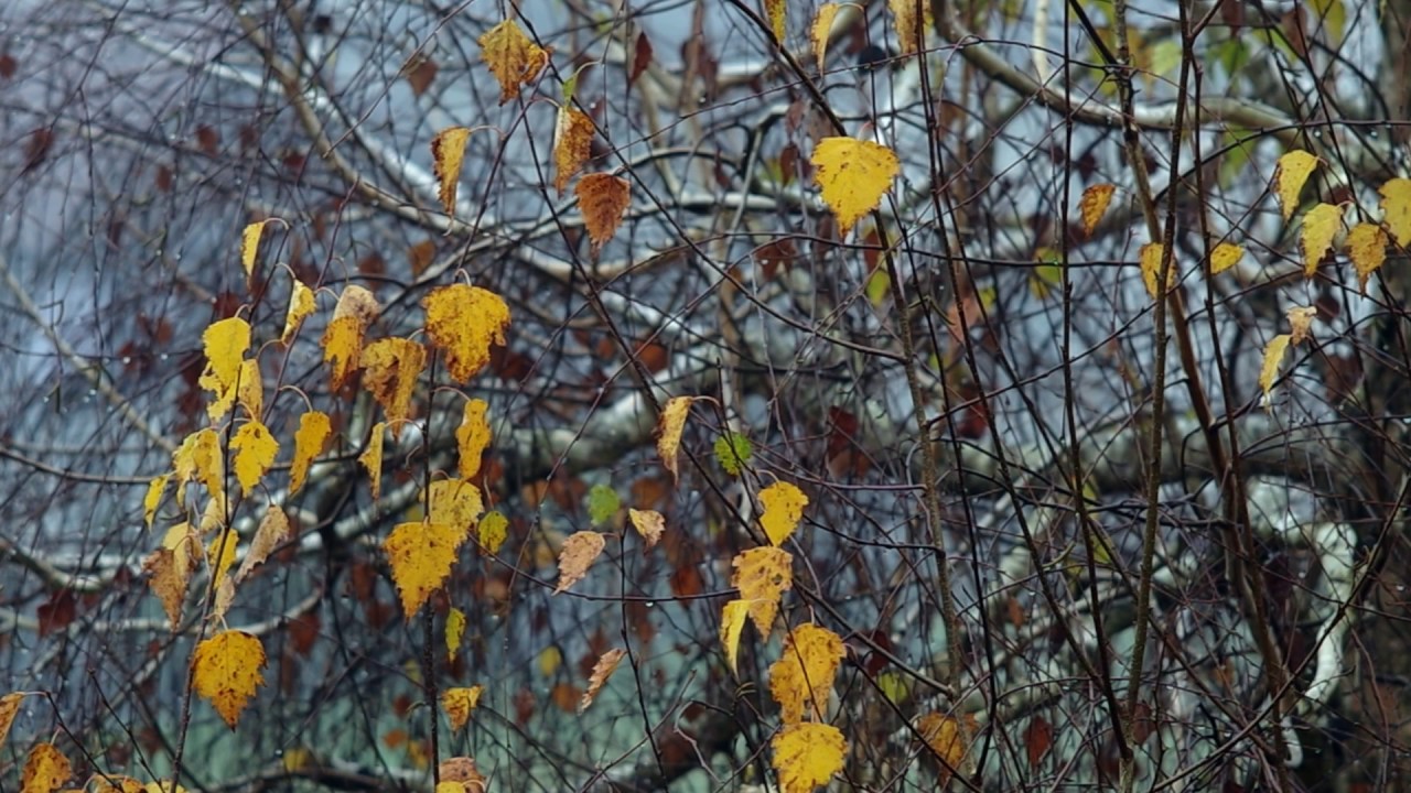 Pentax K50 Video Test 2 YouTube