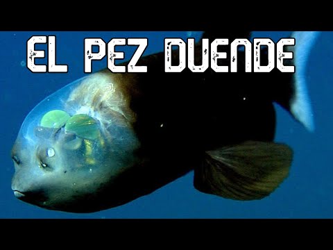VIDEO: El pez duende, una extraña criatura marina con cabeza transparente