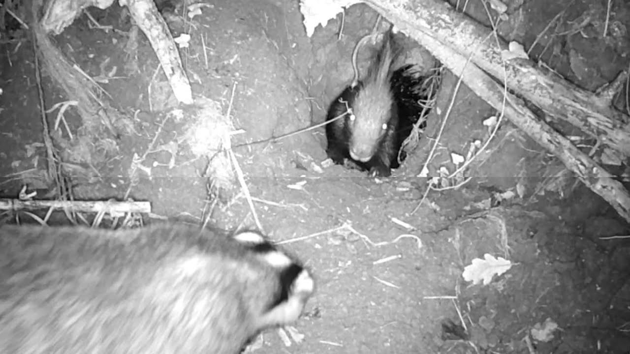 Istrice e Tasso: la coabitazione