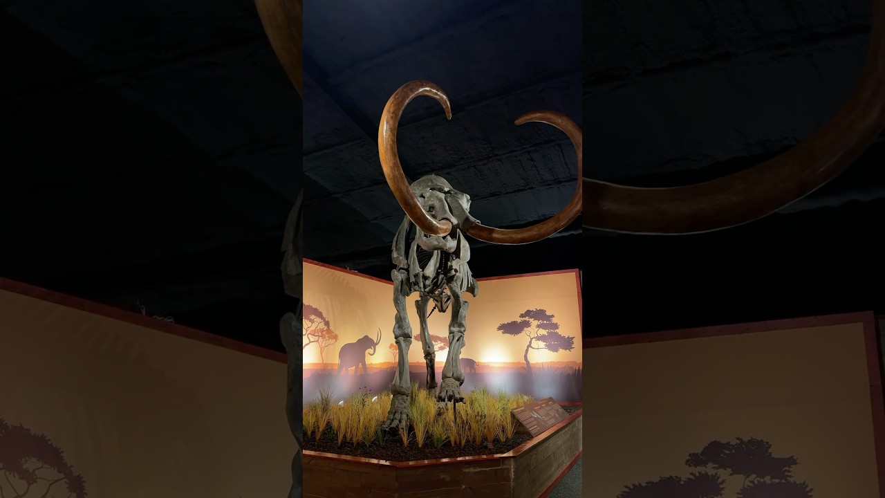 The Huntington Mammoth at The Whiteside Museum of Natural History 