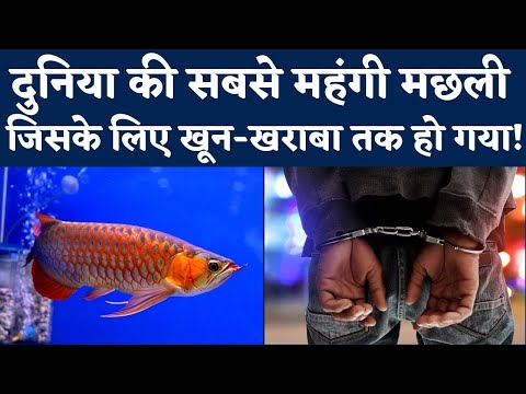 वीडियो: क्या जनता बिलिंग्सगेट बाजार जा सकती है?