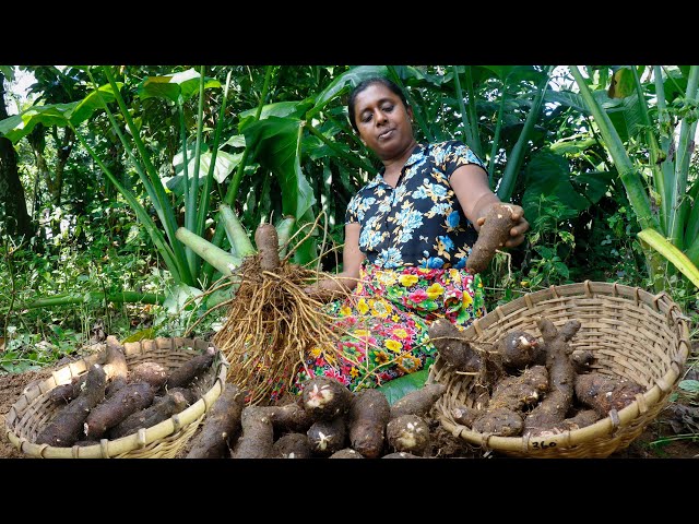 Here are some simple snacks made from baked taro root for evening tea. .village kitchen recipe