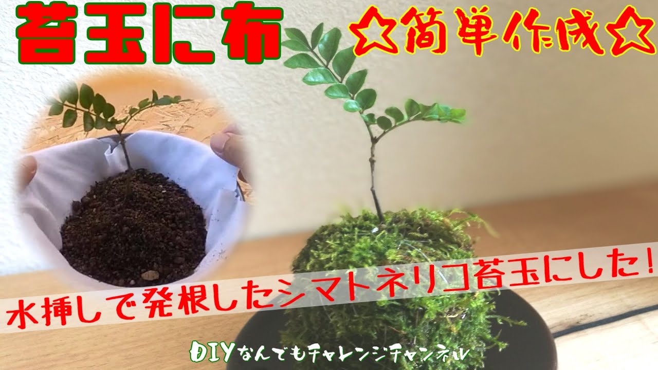 シマトネリコの植え方を考える 地植えシマトネリコを鉢に移植 根の成長の速さにビビリ不安を感じあまり大きくしたくないので鉢に植え替えました Youtube