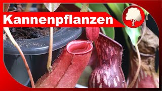 Kannenpflanzen vermehren - Stecklinge und Ableger von Nepenthes machen - Großstadtgärtnern