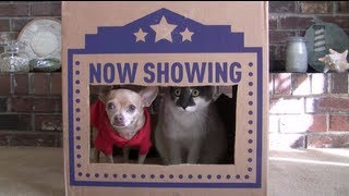 Cats love boxes - Dogs like boxes too!
