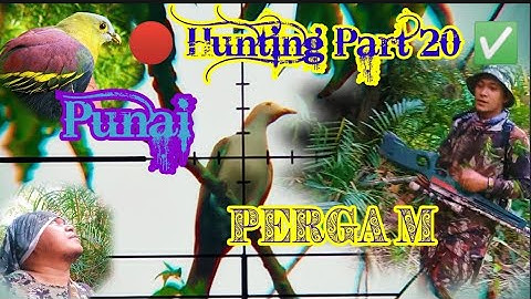 🔴 Hunting Terbaru 2022 Part 20✅ Burung Pergam & Punai #hutanbakau(Mangrove) #Burung_pergam