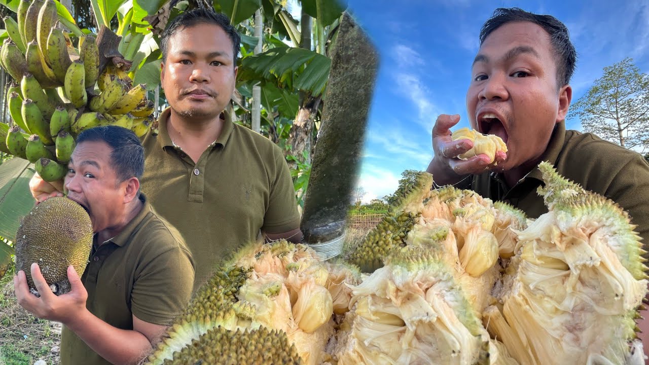 Full Jackfruit Eating Challenge | Eating Banana at Garden | Lifestyle ...