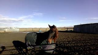 December Sunshine At My Montana Ranch