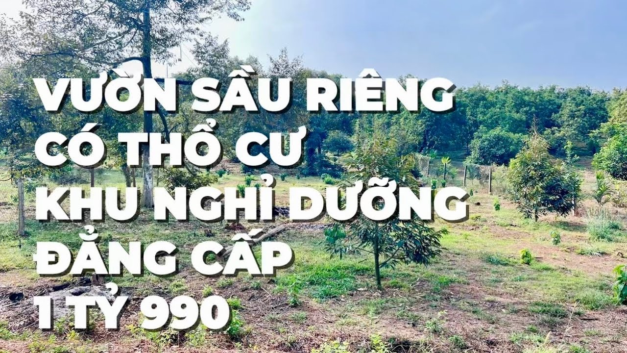 Đầu năm chủ kẹt tiền cần bán đất vườn trồng sầu riêng có thổ cư ở BR-VT