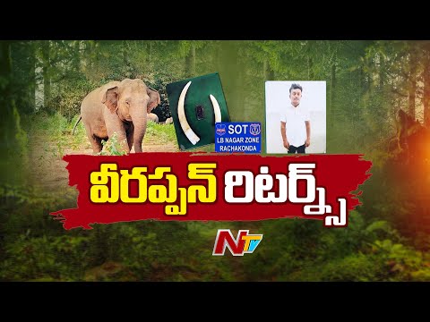 Tirumala: శేషాచలం కేంద్రంగా ఏనుగు దంతాలు స్మగ్లింగ్ | Sheshachalam | Special Report | NTV Telugu - NTVTELUGU