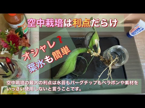 空中栽培の胡蝶蘭は利点だらけ 葉水も簡単 オシャレ Youtube