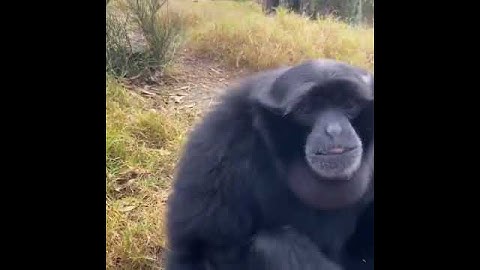 Los gibones son los simios más pequeños del mundo y se encuentran en las selvas tropicales de Asia.