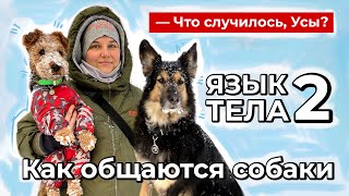 Что случилось, Усы? Язык тела-2. Как общаются собаки