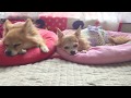 それぞれのお昼寝 それぞれのお昼寝