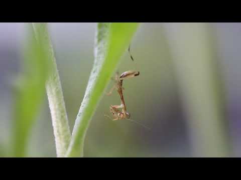 Wildlife Clips - Praying Mantis Nymph 5/5/19
