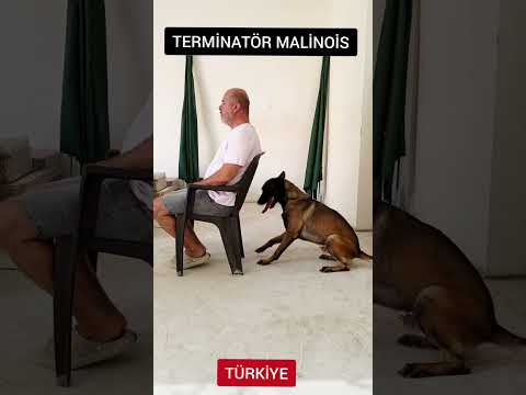 terminatör malinois. #malinoismonday #malinois