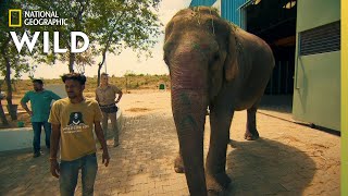 Operation Elephant | Jungle Animal Rescue