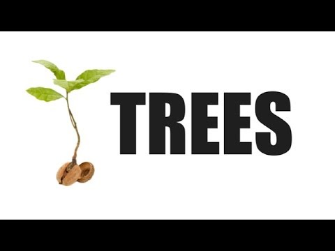 Video: Kur auga arbuto medžiai?