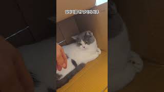 고양이 집안 한가운데 알박기 시전