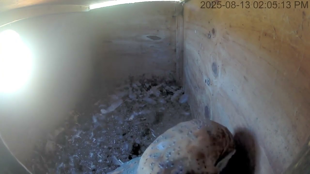 08/13/25 Owl Box Clipstream