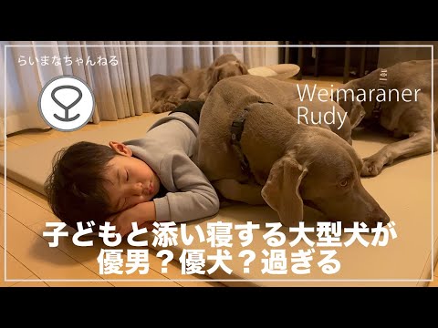 子どもと添い寝する大型犬が優男?優犬?過ぎる【大型犬との暮らし】