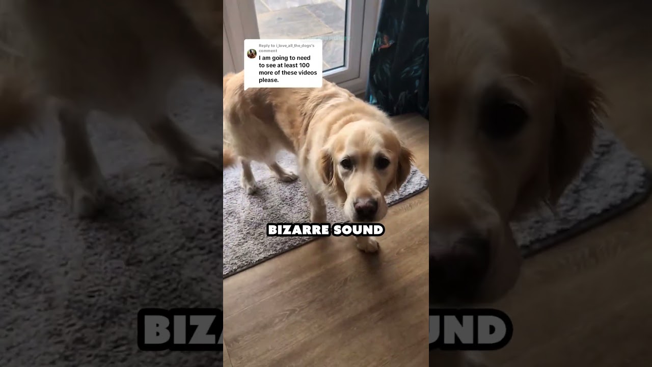 😂 Why Does This Dog Make That Noise? - Turing Temple