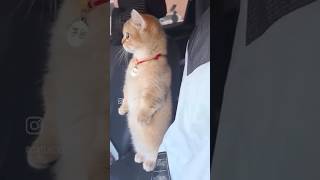 İndirin Lan Silahları