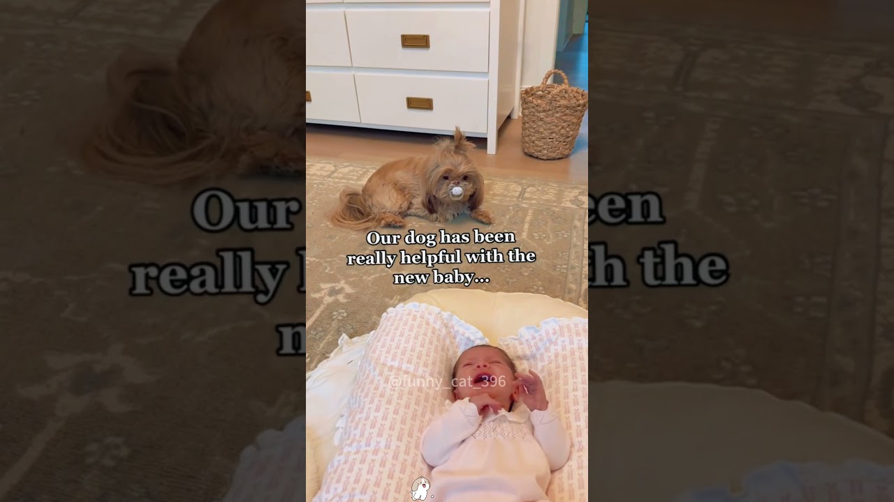 Different reactions of dogs when babies are crying 🤣🤣🤣#usa #funny #doglover #dog #pets #petowner
