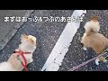 保護猫　子猫のちびちゃん　寝たきりから復活！　もうすぐ1カ月　飼い主の朝のルーティン！