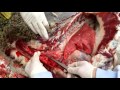 Sympathetic parasympathetic nerves 1 sheep  veterinary