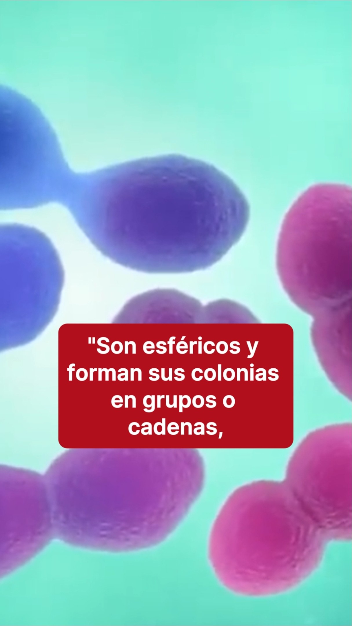 Enterococos: qué son, dónde están y qué enfermedades causan