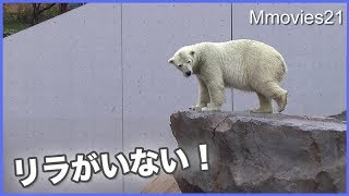 リラはどこ？　探し回るララ　Polar Bear mom　looks for her daughter