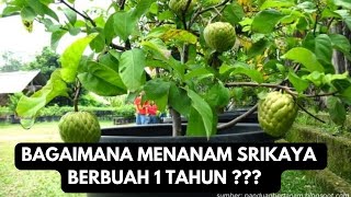 BAGAIMANA MENANAM SRIKAYA BERBUAH SUPER CEPAT???