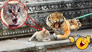 Real Cat Is Terrified By Fake Tiger Prank Funny Video _ Try Not To Laugh Funny Cat Reaction 2021 by Prank Animals 7,742 views 3 years ago 2 minutes, 59 seconds