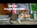 STRAY CAT