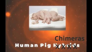 Human / Pig Hybrids - For Real ?