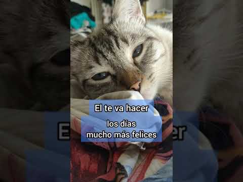 Amor por los