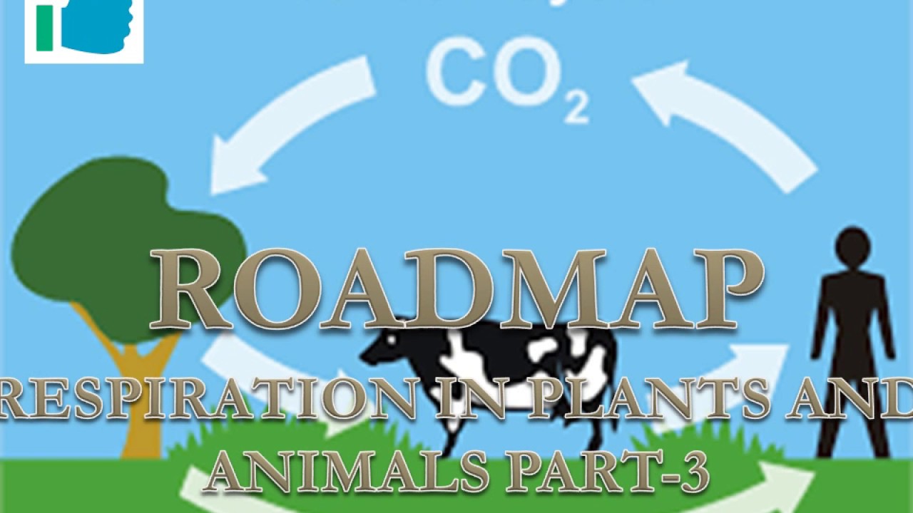 RESPIRATION IN PLANTS AND ANIMALS PART-3 - YouTube