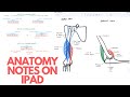 How I Take Anatomy Notes on iPad Pro