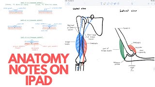 How I Take Anatomy Notes on iPad Pro