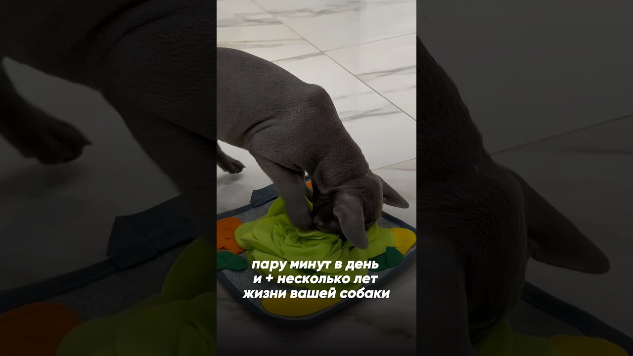 зубная паста (со вкусом говядины) ВБ: 