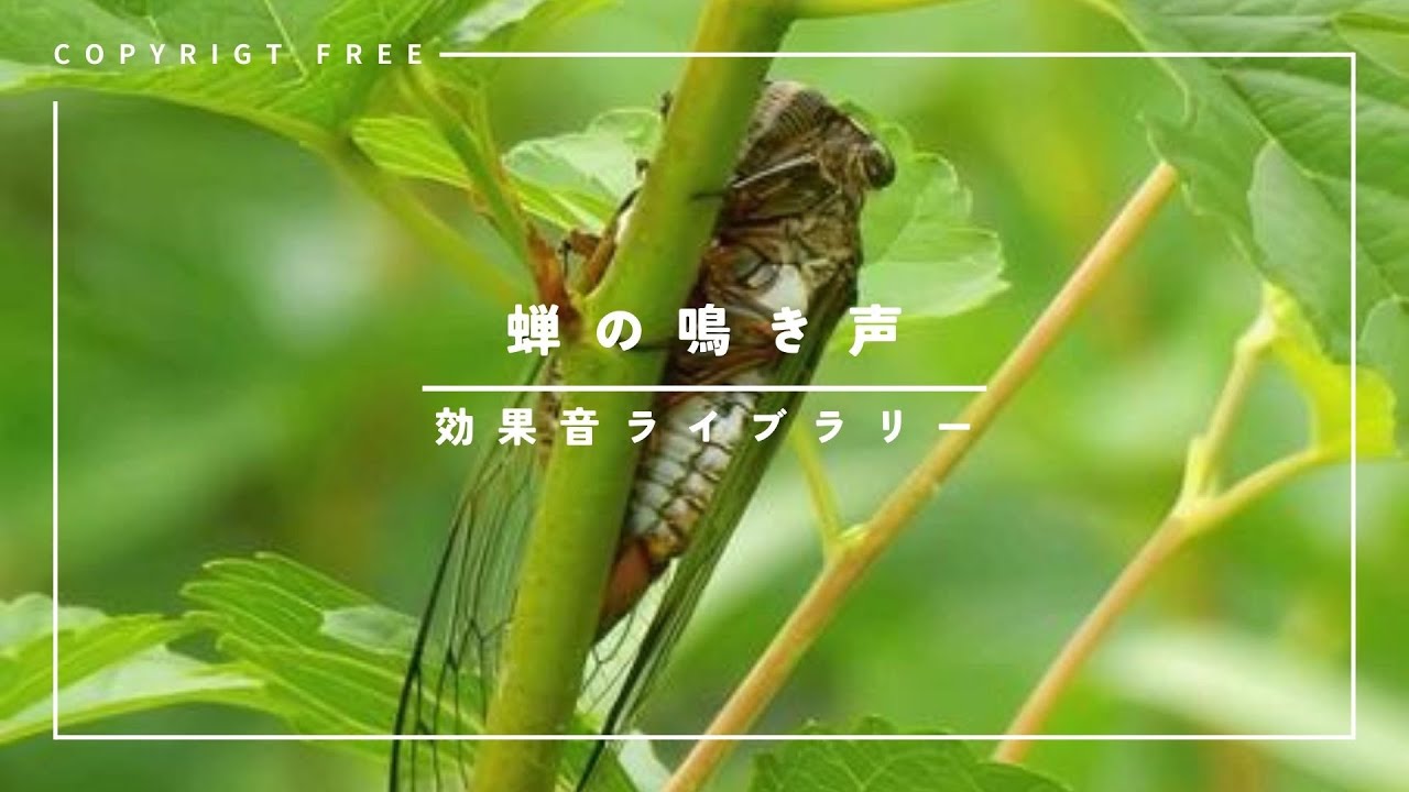 商用利用可能/フリー素材/著作権フリー/効果音】蝉の鳴き声 - YouTube