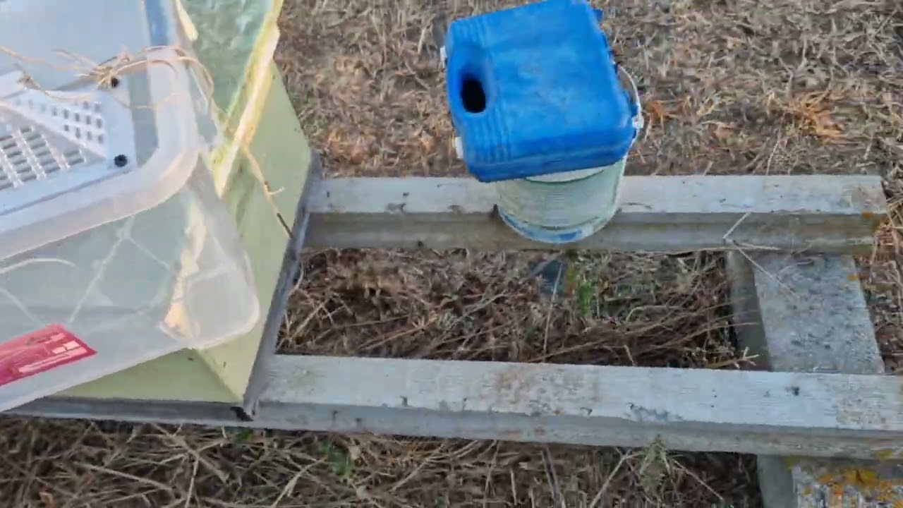 vespa velutina !! asian hornet !!