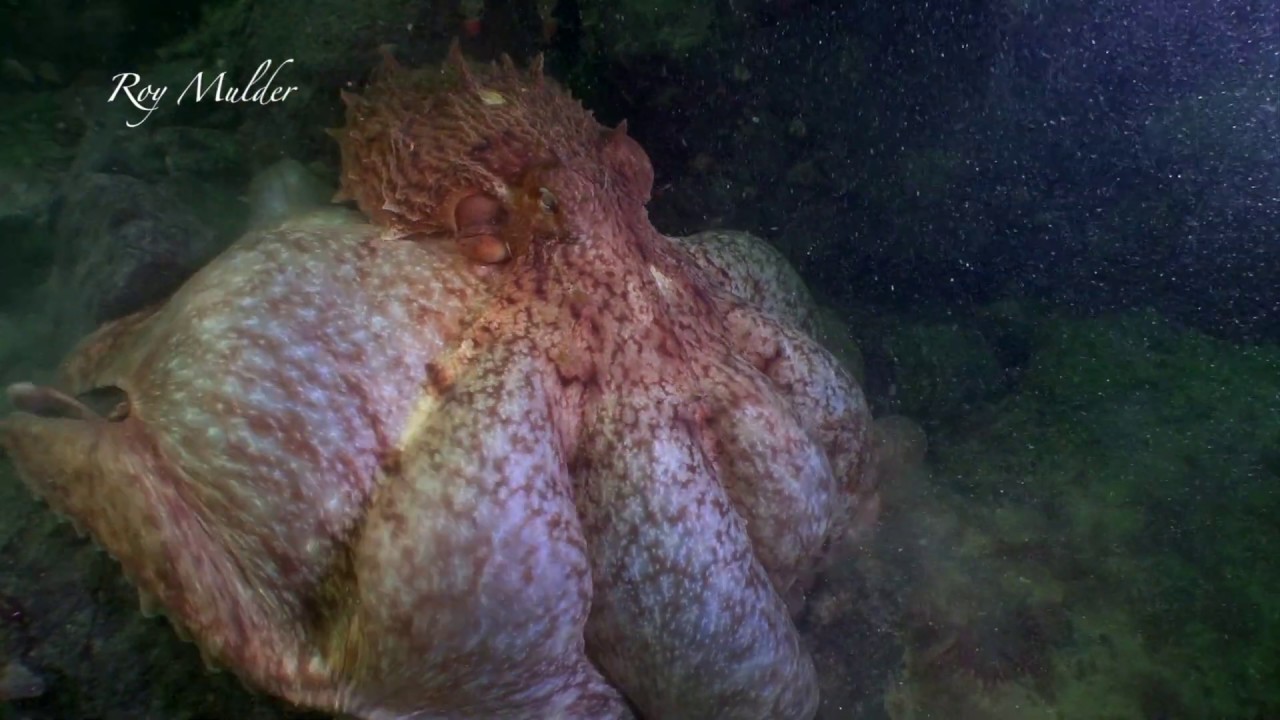 Giant Pacific Octopus Webover