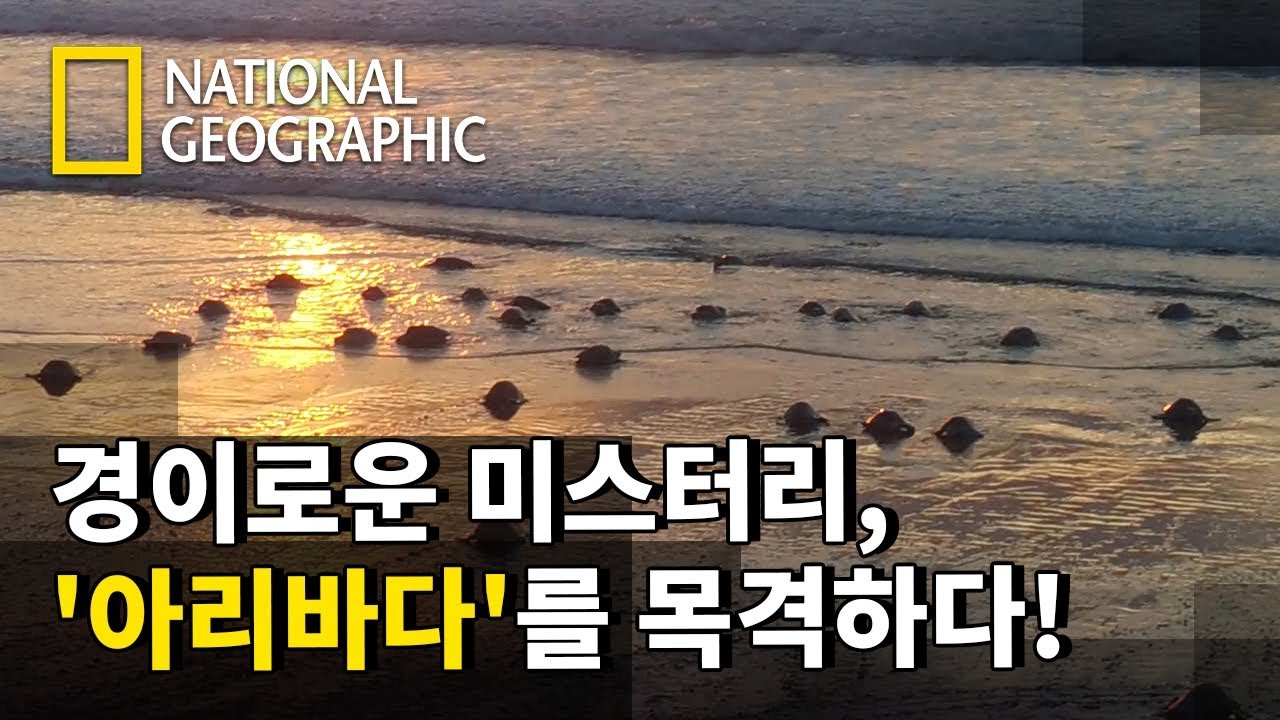 100,000마리가 넘는 바다거북이 동시에 같은 곳으로 모이는 이유