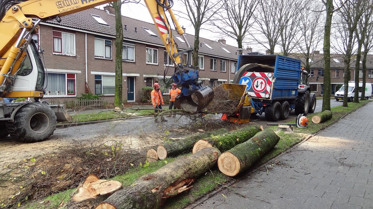 Bomenkap - Cutting Elm trees