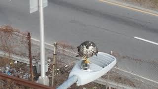Peregrine falcon ,