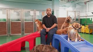 Information Why 5Point Petz Calls Cuddles a “Game Changer” for Pet Care Guide