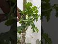 Itni Bhi Kya Jaldi Thi! 😅 | Chhote Se Karele Ke Plant Par Fruiting Start | Terrace Gardening India