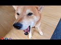 Shibe is Very Talkative Today. What does Shiro Has to Say?